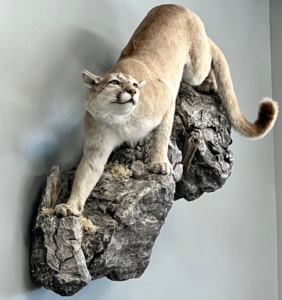 large cat on wall